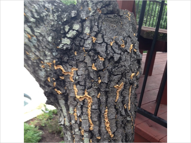 tree fungal infection in texas